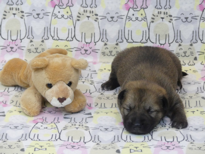 chinook puppy